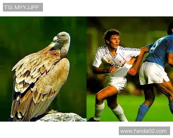 揭秘足球明星乌龟的真实身份与传奇故事背后的秘密 揭秘足球明星乌龟的真实身份与传奇故事背后的秘密