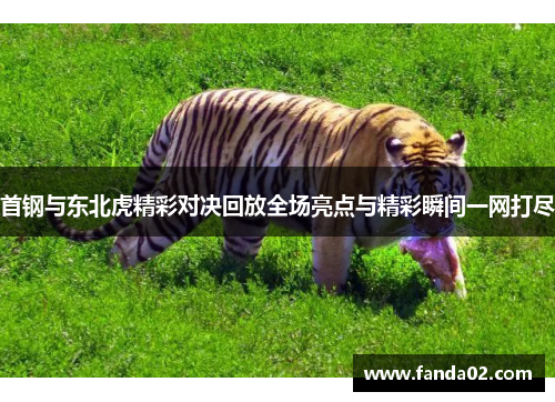 首钢与东北虎精彩对决回放全场亮点与精彩瞬间一网打尽